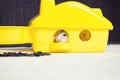 Dwarf hamster in a plastic house Royalty Free Stock Photo