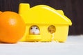 Dwarf hamster in a plastic house Royalty Free Stock Photo