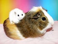Dwarf hamster sitting on guinea pig Royalty Free Stock Photo