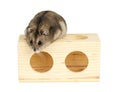 Dwarf Hamster Royalty Free Stock Photo