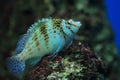 Dwarf hawkfish Royalty Free Stock Photo