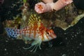 Dwarf Hawkfish