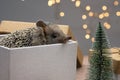 Dwarf hedgehog in gift box on the background of Christmas lights and Christmas tree. Royalty Free Stock Photo