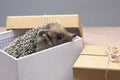 A dwarf hedgehog looks out of a gift box