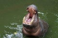 Dwarf hippopotamus open mouth in water Royalty Free Stock Photo