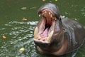 Dwarf hippopotamus open mouth in water Royalty Free Stock Photo