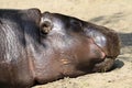 Dwarf hippopotamuses