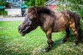 Dwarf horse at Bonanza Exotic Zoo in Thailand