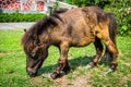 Dwarf horse at Bonanza Exotic Zoo in Thailand