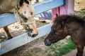 Dwarf horse at Bonanza Exotic Zoo in Thailand