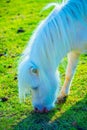 Dwarf horse on green grass
