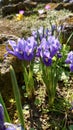Dwarf Iris flowers - springtime details of the Botanical garden in Bucharest