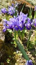 Dwarf Iris flowers - springtime details of the Botanical garden in Bucharest