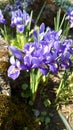 Dwarf Iris flowers - springtime details of the Botanical garden in Bucharest