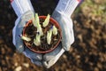 Dwarf iris in hands Royalty Free Stock Photo