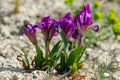 Dwarf Iris - Iris pumila