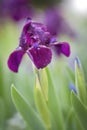 Dwarf iris (Iris pumila) in the garden, close-up Royalty Free Stock Photo