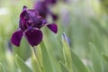 Dwarf iris (Iris pumila) in the garden, close-up Royalty Free Stock Photo