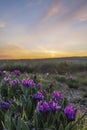 Dwarf irises in Pusty kopec u Konic near Znojmo, Southern Moravia, Czech Republic