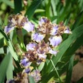Dwarf iris in spring garden. Royalty Free Stock Photo