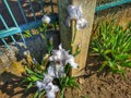 Dwarf iris Royalty Free Stock Photo