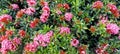 Dwarf Ixora plant with pink flowers-2