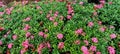 Dwarf Ixora plant with pink flowers-3
