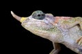 Dwarf Jackson chameleon Trioceros jacksonii merumontanus female Royalty Free Stock Photo