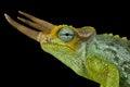 Dwarf Jackson`s chameleon Trioceros jacksonii merumontanus Royalty Free Stock Photo