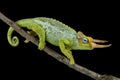 Dwarf Jackson`s chameleon Trioceros jacksonii merumontanus Royalty Free Stock Photo