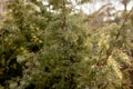 Dwarf Japanese garden juniper - Latin name - Juniperus procumbens Nana