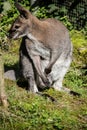Dwarf kangaroo squats Royalty Free Stock Photo