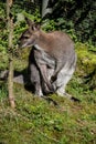 Dwarf kangaroo squats Royalty Free Stock Photo