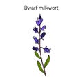 Dwarf or Kentish milkwort polygala amarella medicinal plant Royalty Free Stock Photo