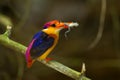 Dwarf Kingfisher (Ceyx erithaca) Royalty Free Stock Photo