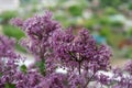 Dwarf Korean lilac tree flower close up, syringa oleaceae