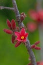 Dwarf kurrajong Brachychiton bidwillii, cluster of buds and a red flowers Royalty Free Stock Photo