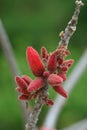 Dwarf kurrajong Brachychiton bidwillii, red buds on stem Royalty Free Stock Photo