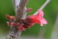 Dwarf kurrajong Brachychiton bidwillii, red flower Royalty Free Stock Photo