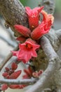 Dwarf kurrajong Brachychiton bidwillii, red flowers Royalty Free Stock Photo