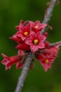 Dwarf kurrajong Brachychiton bidwillii, red flowers on a twig Royalty Free Stock Photo