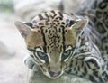 Dwarf leopard Royalty Free Stock Photo