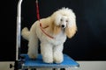 A dwarf light apricot poodle stands on a grooming table