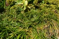 Dwarf lilyturf Ophiopogon japonicus 1