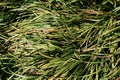 Dwarf lilyturf Ophiopogon japonicus 4