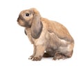 Dwarf lop-eared rabbit breeds Ram. Royalty Free Stock Photo