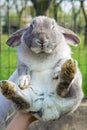 Dwarf lop-eared rabbit breeds Ram Royalty Free Stock Photo