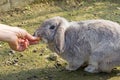 Dwarf lop-eared rabbit breeds Ram Royalty Free Stock Photo