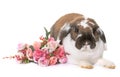 Dwarf lop-eared rabbit Royalty Free Stock Photo