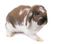 Dwarf lop-eared rabbit Royalty Free Stock Photo